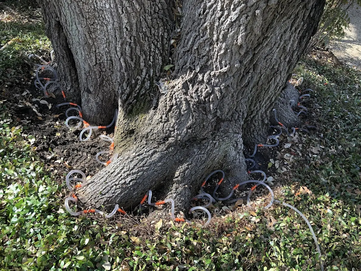 Detailed Tree Cabling and Bracing job site in Bagwell