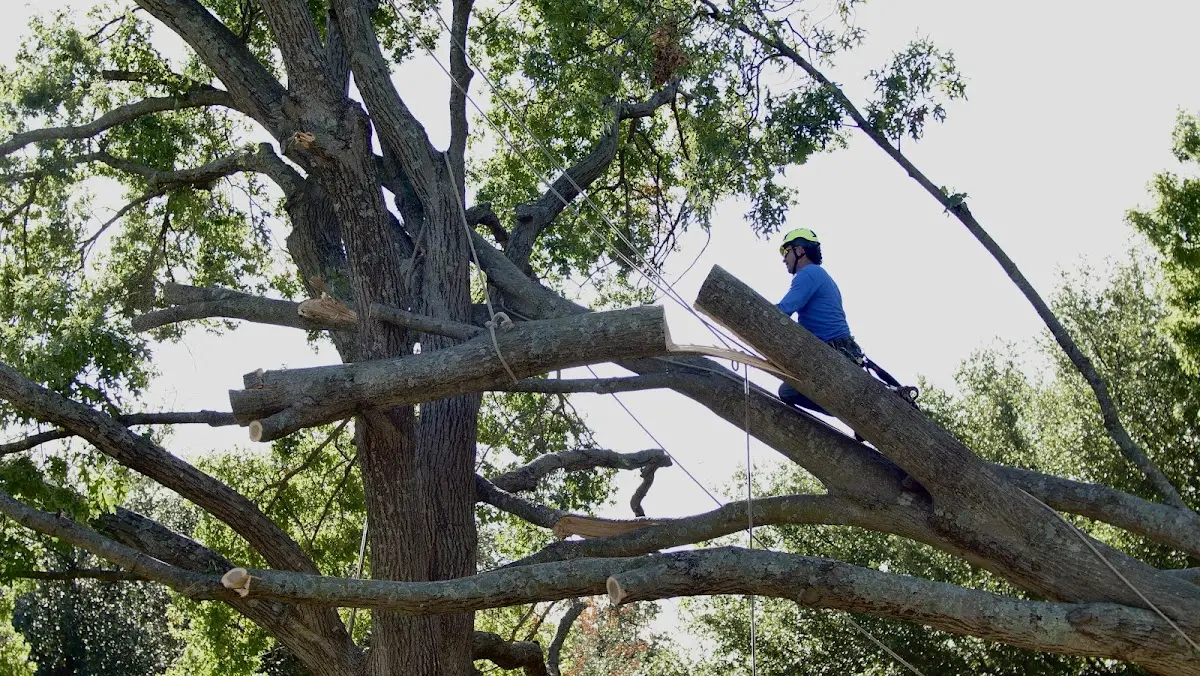 Professional Crown Thinning performed by certified arborists in Bagwell